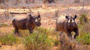 Μεγάλο διεθνές ερευνητικό πρόγραμμα ανέλυσε το γονιδίωμα 240 διαφορετικών θηλαστικών, μεταξύ αυτών και του ανθρώπου