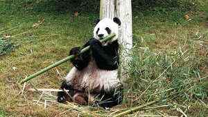 Το θηλυκό πάντα Για Για επιστρέφει πανηγυρικά στην Κίνα