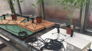 Τα φυτά εκπέμπουν ήχους όταν βιώνουν στρες