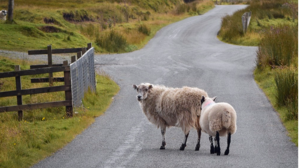 Τροχαίο, όταν τα πρόβατα ... πετάχτηκαν στο δρόμο!