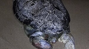 Νεκρή χελώνα στην παραλία