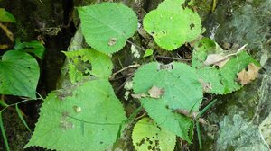 Η τοξίνη ενός φυτού θα μπορούσε να οδηγήσει στην ανάπτυξη νέων παυσίπονων