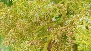 Απειλή για τα αμπέλια ο περονόσπορος - Κινδυνεύει να χαθεί η σοδειά!