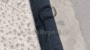 Λαμία: Φίδι έκανε βόλτες στην πλατεία Πάρκου
