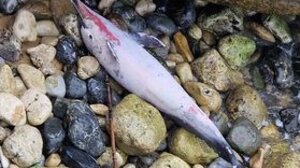 Θλιβερή εικόνα: Ένα άψυχο δελφίνι ξέβρασε η θάλασσα