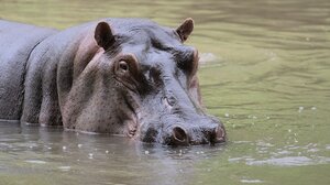 Μαλάουι: Πλοιάριο συγκρούστηκε με ιπποπόταμο και βυθίστηκε – 1 μωρό νεκρό, 23 αγνοούμενοι