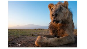  Ένα λιοντάρι κυκλοφορούσε αμέριμνο για δύο ώρες στο Καράτσι!