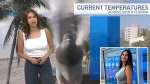 Γυναίκα μετεωρολόγος στη Φλόριντα έγινε viral εξαιτίας ενός περιστεριού!