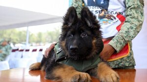 Τουρκία: Δώρο στο Μεξικό ένα κουτάβι έναντι του σκύλου που χάθηκε στις έρευνες για τους σεισμούς