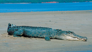 Ο ψαροντουφεκάς επέζησε από την επίθεση κροκόδειλου