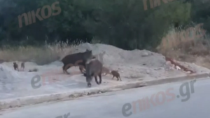 Αγριογούρουνα βγήκαν για βόλτα στην Κηφισιά