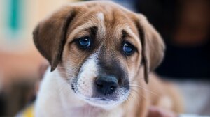 Θεσσαλονίκη: Συνελήφθη ο άντρας που εμφανίζεται σε βίντεο να κακοποιεί σκύλο