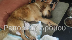 Οδηγός παρέσυρε και εγκατέλειψε σκύλο που έμεινε παράλυτος- Δείτε βίντεο