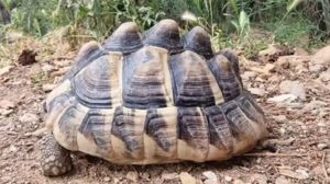 Χελώνα βρέθηκε με παραμορφωμένο κέλυφος - Πιθανό να την είχαν αιχμάλωτη