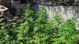 Ο κήπος του σπιτιού του ήταν γεμάτος... δεντρύλλια κάνναβης!