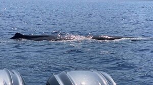 Χανιά: Παιχνιδιάρα φάλαινα ξετρέλανε επισκέπτες σε σκάφος