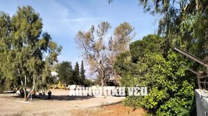 Ανησυχία για τα δέντρα στο Μαρκοπούλου