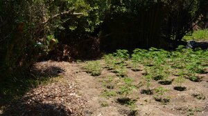 Όχι 100, ούτε καν 200... 359 δενδρύλλια κάνναβης ξερίζωσε η ΕΛΑΣ!