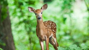 Λαθροθήρας πυροβόλησε και σκότωσε ελάφι που κυοφορούσε στην Κερκίνη 