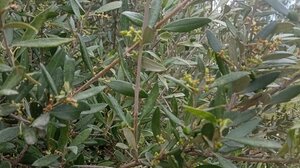 Μεγάλες ζημιές και στις ελιές - Έκτακτη σύσκεψη στο Ηράκλειο