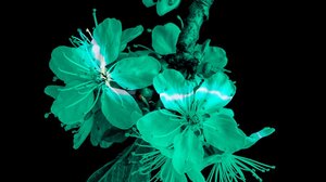  "Όνειρο καλοκαιρινής τρέλας" από τους ΑΝΤΙΗΡΩΕΣ