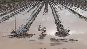 Χωράφια .. λίμνες και δρόμοι ... ποτάμια στο Οροπέδιο Λασιθίου!