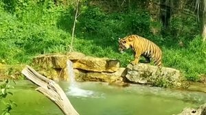 Νεαρές τίγρεις μαθαίνουν κολύμπι για πρώτη φορά