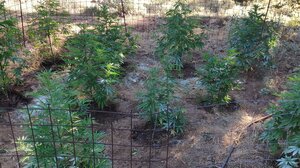 "Πλούσια" σοδειά ...της ΕΛΑΣ: Εντοπίστηκαν 91 δενδρύλλια κάνναβης