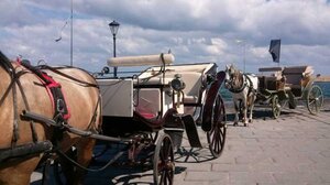 Διαμαρτυρία για τα άλογα, στα Χανιά