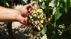 Τι είδαν οι ελεγκτές;