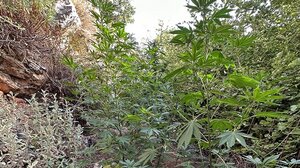 Καλλιεργούσε τα δενδρύλλια δίπλα στο σπίτι του