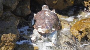Νεκρή θαλάσσια χελώνα στο Ενετικό Λιμάνι των Χανίων 