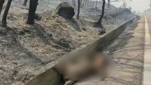 ΥΠΑΑΤ: Συνολικά 50.000 ελαιόδεντρα και 2.500 ζώα «χάθηκαν» από τη φωτιά στη Ρόδο