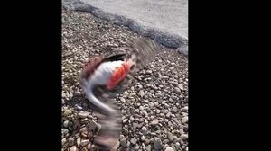 Μεσολόγγι: Νεκρά φλαμίνγκο στον δρόμο 