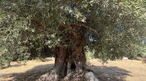 Πρόταση στο Leader για την ανάδειξη της "χοντρολιάς" στο δήμο Αγίου Βασιλείου