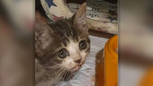 Παγκράτι: Γυναίκα προσπάθησε να πνίξει γατάκια!