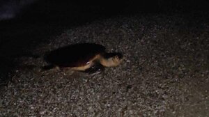 «Ψάξε, ψάξε τα χελωνάκια»: Εκδήλωση στα Χανιά με επίκεντρο τη θάλασσα και την ψυχική υγεία