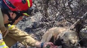 Πυροσβέστης φροντίζει σκυλάκια που έχουν χαθεί στα καμμένα