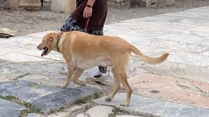 Πώς διασώθηκαν πυρόπληκτα ζώα και ποιοι έχουν αναλάβει τη φροντίδα τους