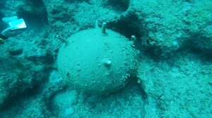 Απίστευτο θέαμα στον Πατραϊκό: Πιάστηκε στα δίκτυα ψαράδων νάρκη του Β' ΠΠ