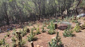  "Ορφανή" χασισοφυτεία "ξετρύπωσαν" οι Αρχές, στα Σφακιά