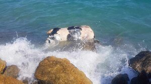 Τι γυρεύει η αγελάδα στη θάλασσα;