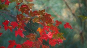 Εθελοντική αιμοδοσία στη Λότζια- Πώς χρησιμοποιούμε τις μονάδες αίματος