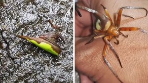 Αράχνη μεταμορφώνεται σε φύλλο για να αποφεύγει πιθανούς εχθρούς