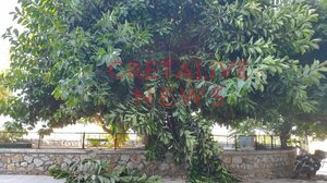 Ηράκλειο: Όταν τα δέντρα προκαλούν φόβο - Φωτογραφίες