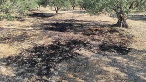 Στάχτη αγροτοδασική έκταση στη Σύλαμο- Φωτιά με το «καλημέρα»