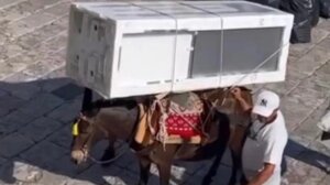 Σάλος με τις εικόνες από την Ύδρα: Φόρτωσαν σε γαϊδουράκι μέχρι και ψυγείο!