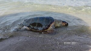 Μεγάλη θαλάσσια χελώνα ξεβράστηκε νεκρή στην παραλία Καραθώνας 