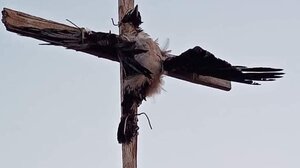 Βρέθηκε ο ασυνείδητος που σταύρωσε κοράκι στην Πάρο