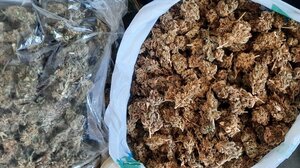 Πατέρας, γιος και θείος οι συλληφθέντες για τη μικρή φυτεία στο …ποτάμι